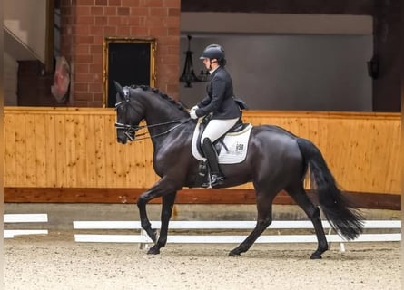 Hannover, Castrone, 10 Anni, 171 cm, Morello