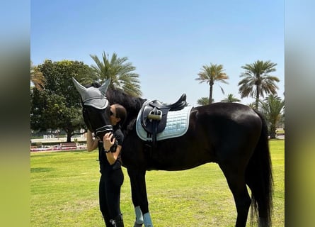 Hannover, Castrone, 10 Anni, 172 cm, Morello