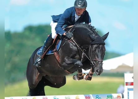 Hannover, Castrone, 10 Anni, 172 cm, Morello