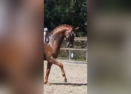 Hannover, Castrone, 10 Anni, 172 cm, Sauro scuro