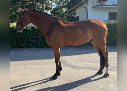 Hannover, Castrone, 10 Anni, 174 cm, Baio