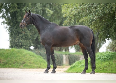 Hannover, Castrone, 10 Anni, 176 cm, Baio scuro