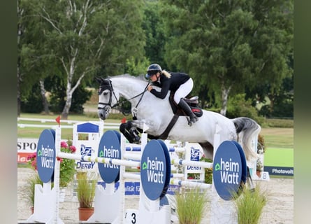 Hannover, Castrone, 10 Anni, 177 cm, Grigio