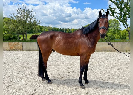 Hannover, Castrone, 10 Anni, 178 cm, Baio