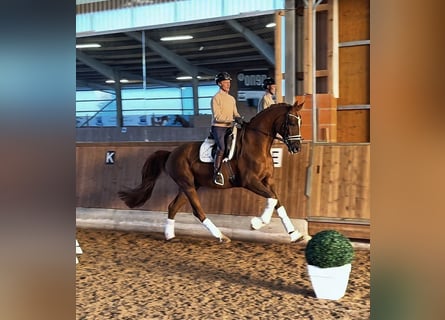 Hannover, Castrone, 10 Anni, 180 cm, Sauro scuro