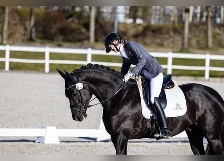Hannover, Castrone, 10 Anni, Baio nero