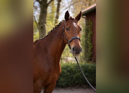 Hannover, Castrone, 11 Anni, 167 cm, Sauro scuro