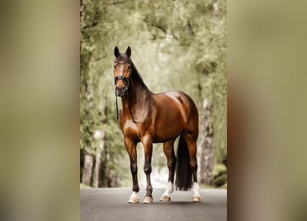 Hannover, Castrone, 11 Anni, 175 cm, Baio