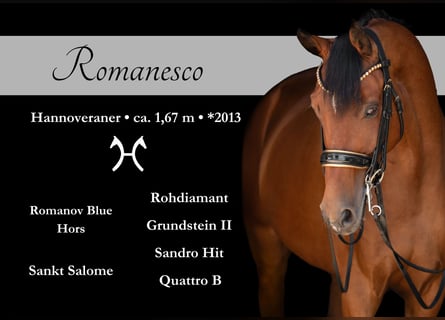 Hannover, Castrone, 12 Anni, 167 cm, Baio