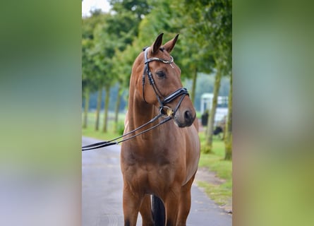 Hannover, Castrone, 12 Anni, 169 cm, Baio