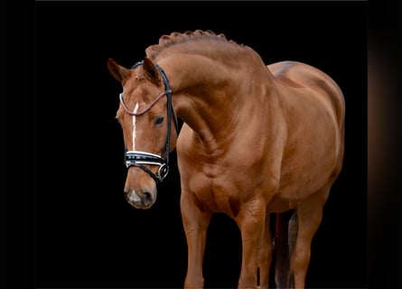 Hannover, Castrone, 12 Anni, 170 cm, Sauro