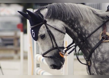 Hannover, Castrone, 12 Anni, 179 cm, Grigio