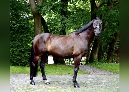 Hannover, Castrone, 13 Anni, 170 cm, Baio nero