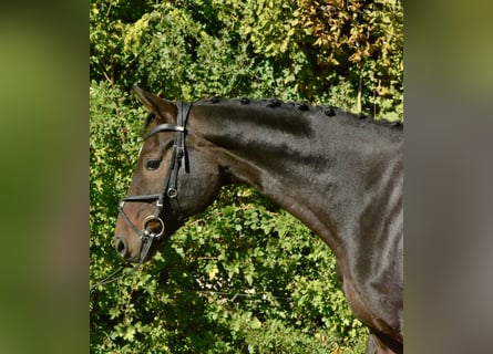 Hannover, Castrone, 13 Anni, 170 cm, Baio nero