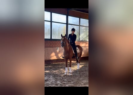 Hannover, Castrone, 14 Anni, 166 cm, Sauro