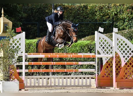 Hannover, Castrone, 14 Anni, 170 cm, Baio scuro