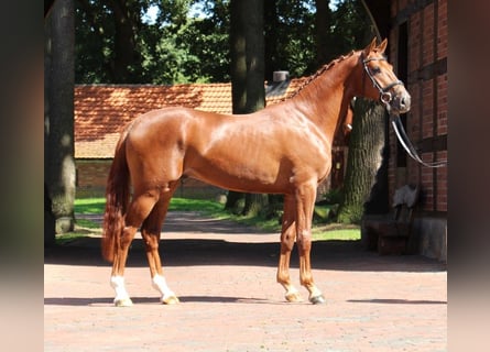 Hannover, Castrone, 14 Anni, 174 cm, Sauro