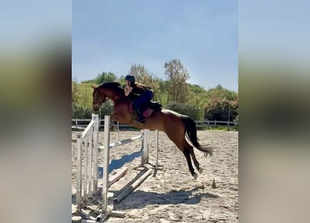 Hannover, Castrone, 14 Anni, 175 cm, Baio