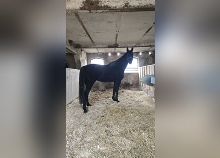 Hannover, Castrone, 14 Anni, 183 cm, Morello