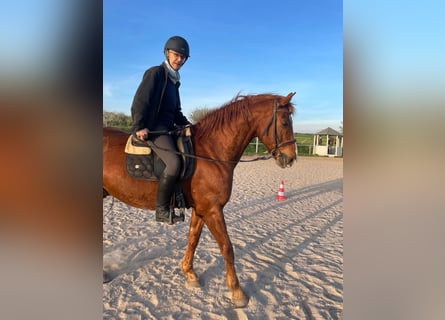 Hannover, Castrone, 17 Anni, 174 cm, Baio scuro