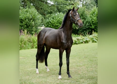 Hannover, Castrone, 2 Anni, 165 cm, Morello
