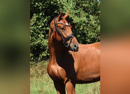 Hannover, Castrone, 2 Anni, 166 cm, Sauro