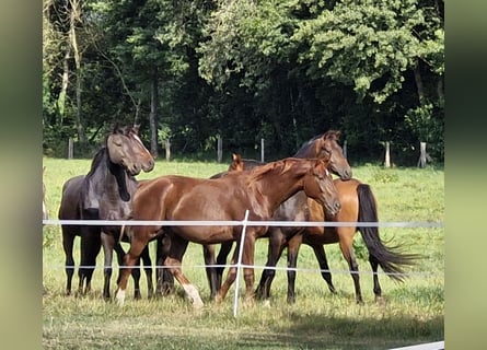 Hannover, Castrone, 2 Anni, 168 cm, Sauro scuro