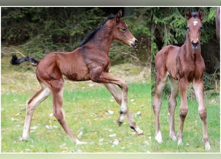 Hannover, Castrone, 2 Anni, Baio