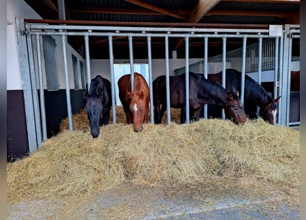 Hannover, Castrone, 3 Anni, 165 cm, Baio