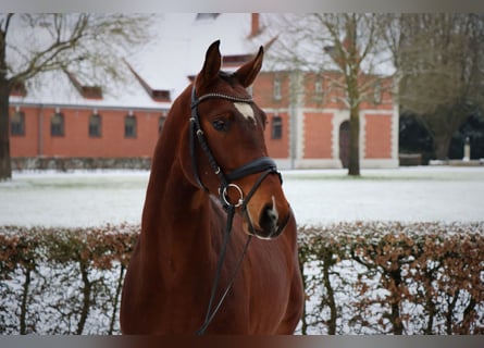 Hannover, Castrone, 3 Anni, 165 cm, Baio