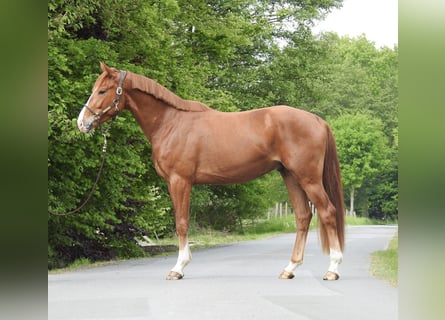 Hannover, Castrone, 3 Anni, 165 cm, Sauro