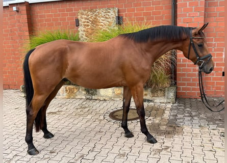 Hannover, Castrone, 3 Anni, 166 cm, Baio