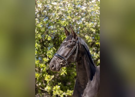 Hannover, Castrone, 3 Anni, 166 cm, Morello