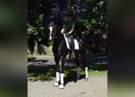 Hannover, Castrone, 3 Anni, 166 cm, Morello