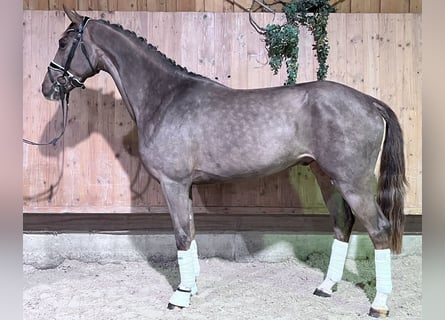 Hannover, Castrone, 3 Anni, 167 cm, Sauro scuro