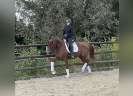 Hannover, Castrone, 3 Anni, 167 cm, Sauro scuro