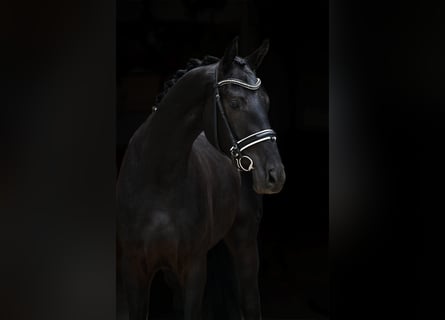 Hannover, Castrone, 3 Anni, 168 cm, Baio nero