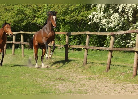 Hannover Mix, Castrone, 3 Anni, 168 cm, Baio scuro
