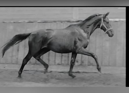 Hannover, Castrone, 3 Anni, 168 cm, Morello