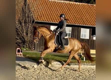 Hannover, Castrone, 3 Anni, 168 cm, Sauro