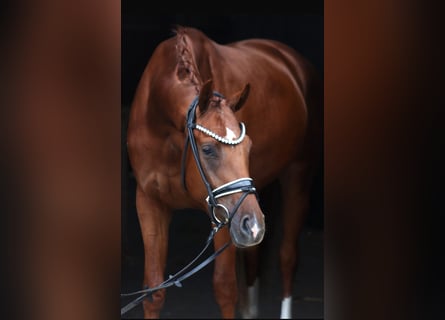 Hannover, Castrone, 3 Anni, 168 cm, Sauro