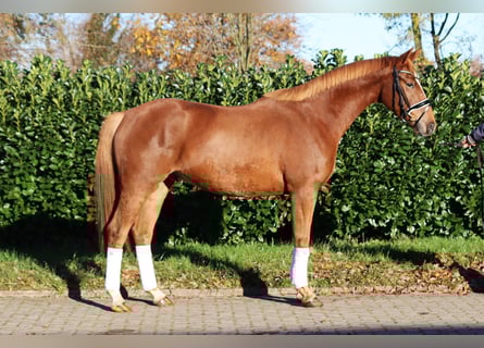 Hannover, Castrone, 3 Anni, 168 cm, Sauro