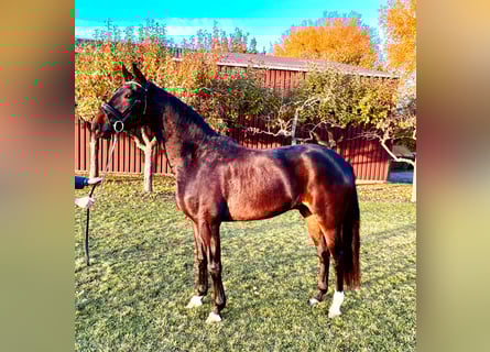 Hannover, Castrone, 3 Anni, 169 cm, Baio scuro