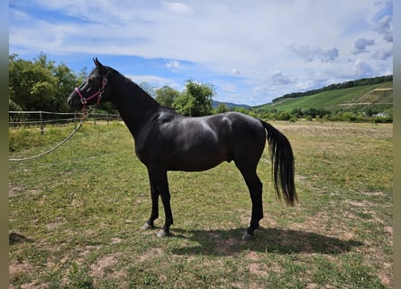 Hannover, Castrone, 3 Anni, 169 cm, Morello
