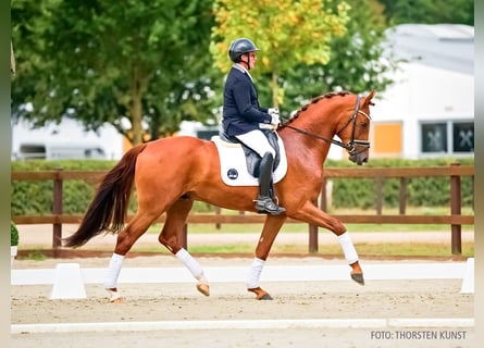 Hannover, Castrone, 3 Anni, 169 cm, Sauro