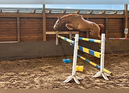 Hannover, Castrone, 3 Anni, 169 cm, Sauro