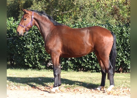 Hannover, Castrone, 3 Anni, 170 cm, Baio