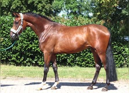 Hannover, Castrone, 3 Anni, 170 cm, Baio