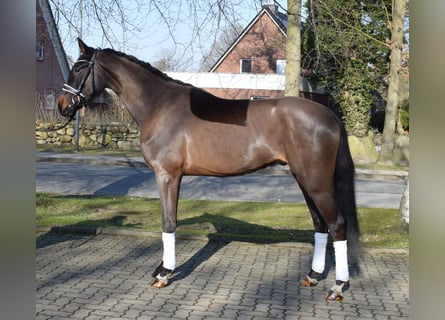 Hannover, Castrone, 3 Anni, 170 cm, Baio scuro