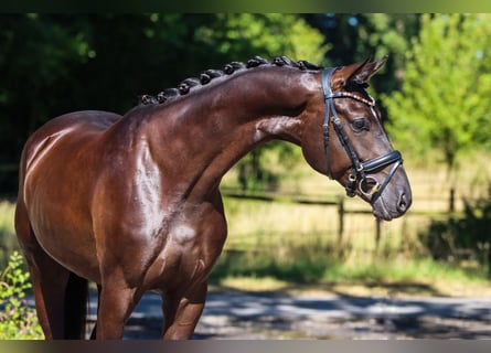 Hannover, Castrone, 3 Anni, 170 cm, Morello